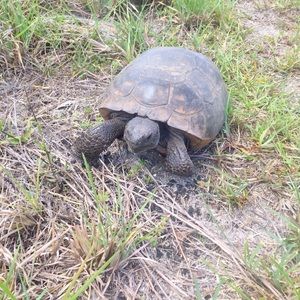 Meet your Posher, Ddebbie